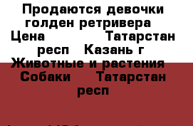 Продаются девочки голден ретривера › Цена ­ 25 000 - Татарстан респ., Казань г. Животные и растения » Собаки   . Татарстан респ.